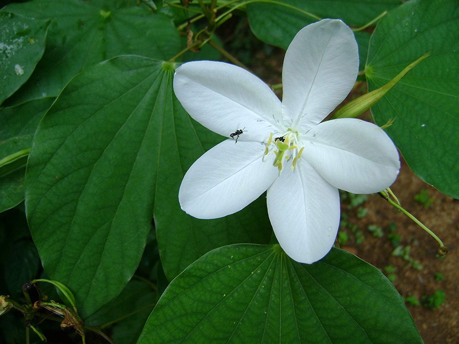 . Flower Seeds Mandaram Kerala Flower Seeds Garden Flower Seeds