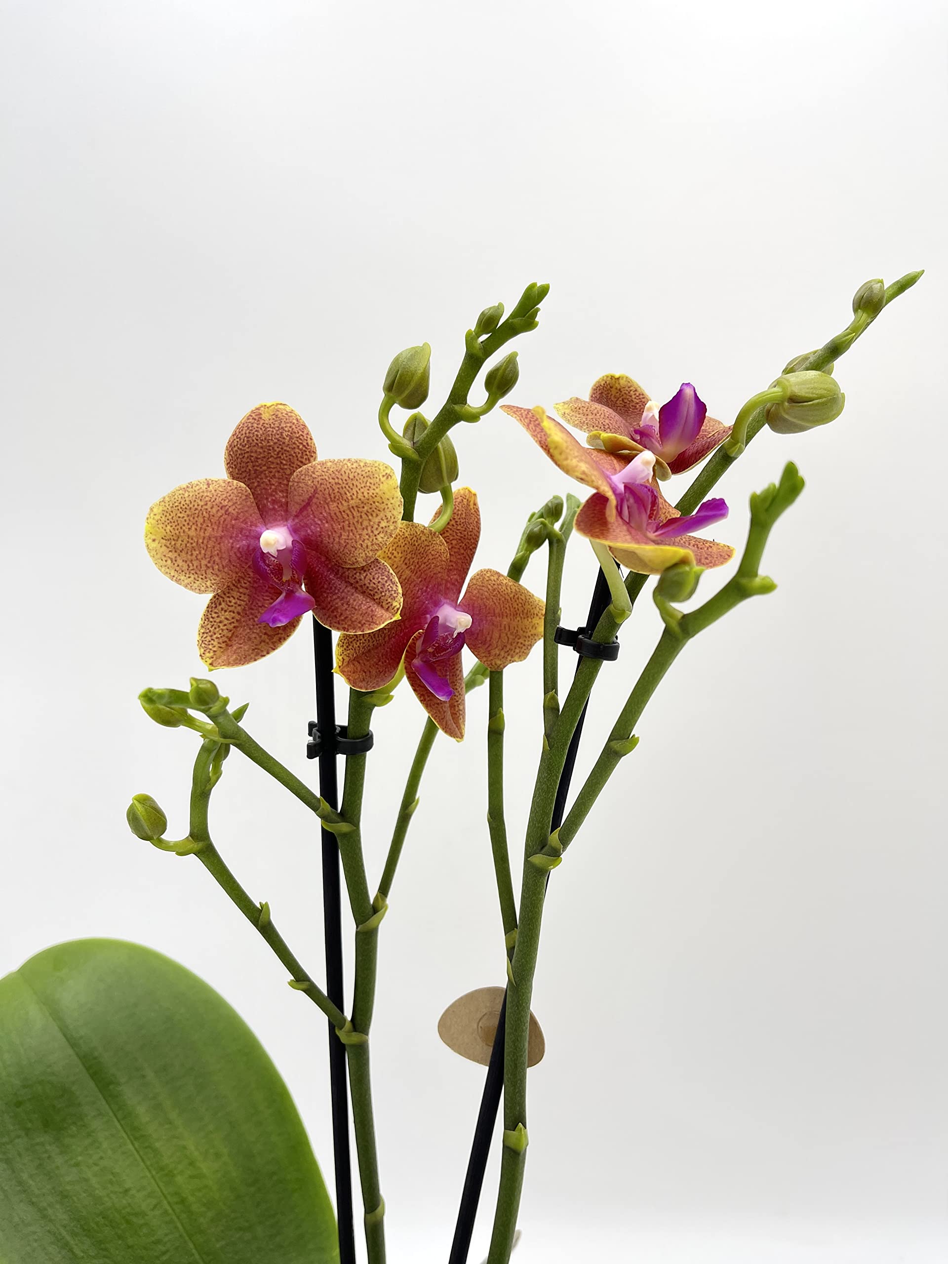 Fragrant Orchid Orange, 12cm Nursery Pot, Rare and Live Orchid, Stunning Orchid for Your Beloved Ones, Decorative pots not Included, 40cm Tall Plant, Phalaenopsis Bolgheri