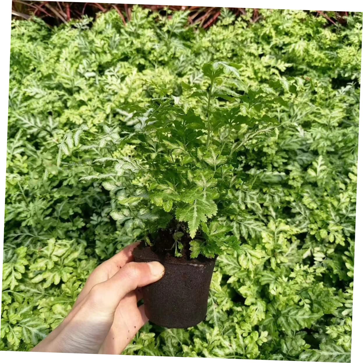 Sosoport 60piezas Bloques De Cultivo De Turba para Jardín Sustrato Profesional para Plántulas Hidratante y Transpirable para Trasplante