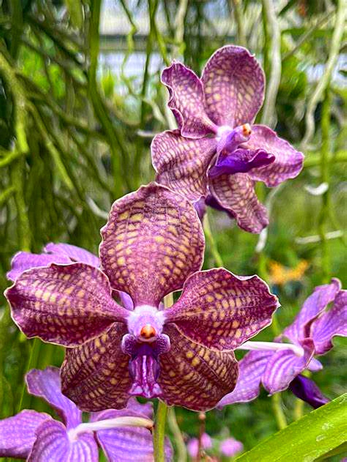 Cymbidium Bulbs for Planting,Cymbidium Bulbs Mix,Flowering Rhizome,Excellent Display Indoor Perennial,Cymbidium Tubers Uk-3bulbs-I