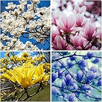 Vista 1 de 10+ Perennial Mix Magnolia Flower Seeds for Planting Outdoors -Magnolia Trees Plants Seed Ornamental Fragrant Tree Garden,Non-GMO Heirloom for Home