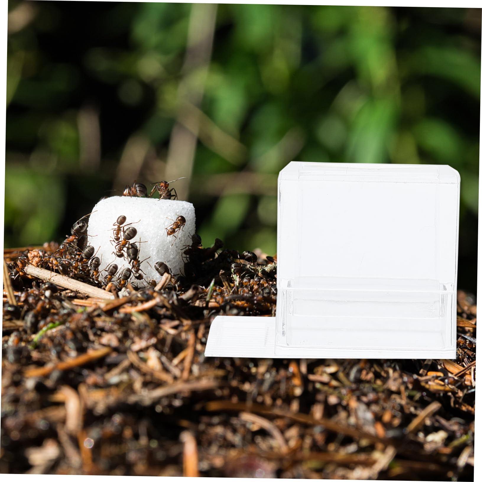 Mangiatoia Per Formiche Da 20 Ml - Stazione Alimentazione Per Nidi, Facile Da Usare - Foto 5