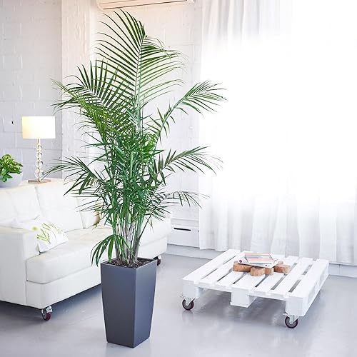 Indoor Palm Trees Amazon Com
