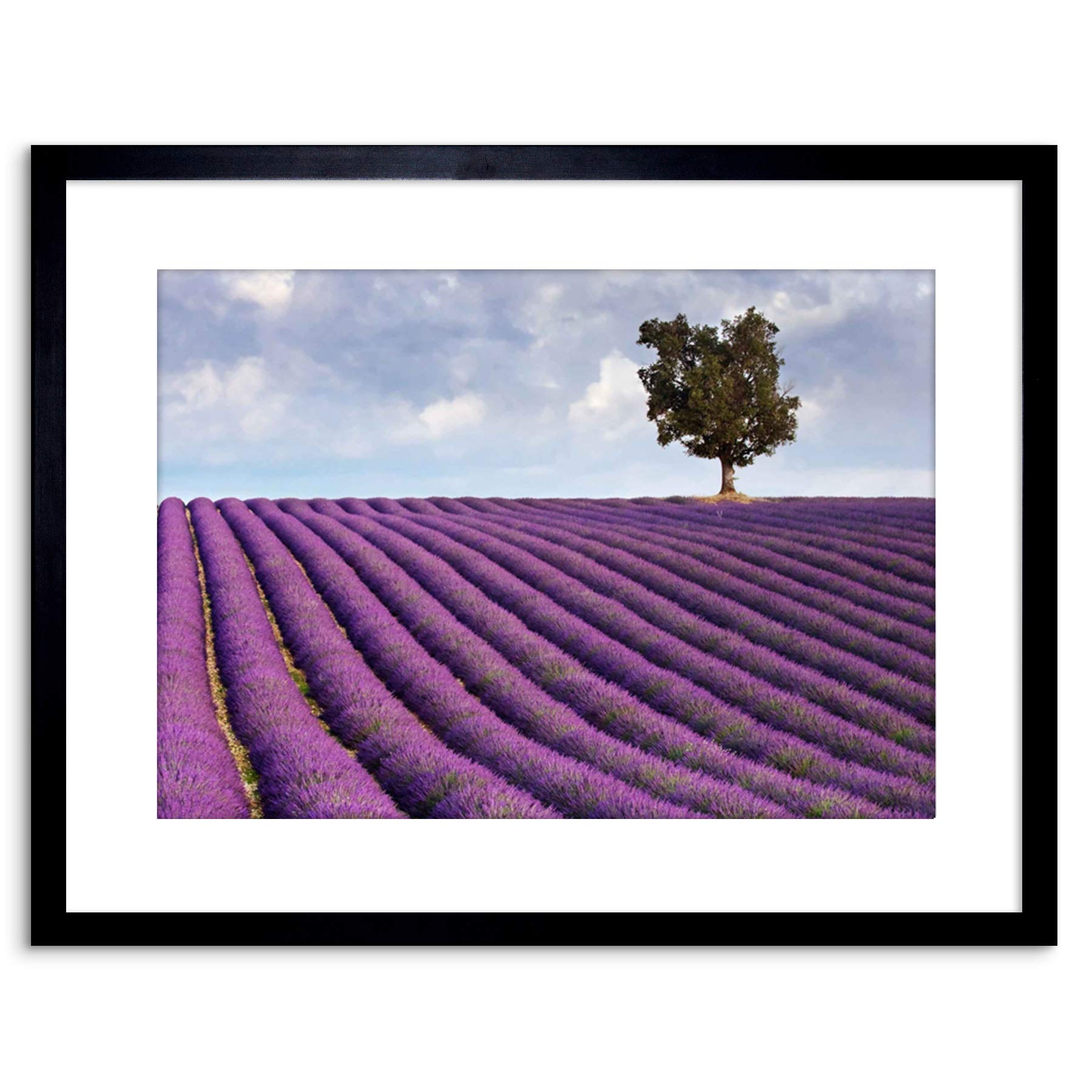 Wee Blue Coo PHOTO LAVENDER FIELD LONE TREE PURPLE LANDSCAPE FRAMED PRINT F97X3854