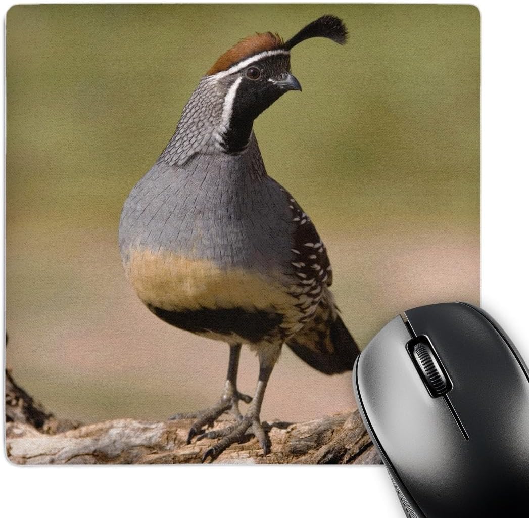 3dRose LLC 8 x 8 x 0.25 Gambels Quail Bird Tuscon Arizona Rolf Nussbaumer Mouse Pad (mp_84265_1)