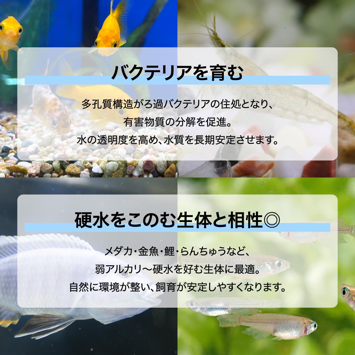 Amazon.co.jp: アクアシェルチップ 650g 牡蠣殻 アクアリウム 水槽