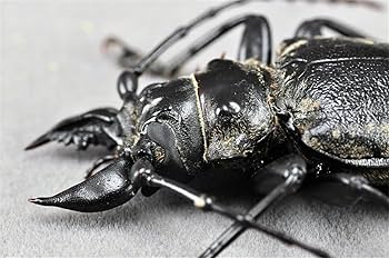 Amazon.co.jp: BACALYSO | 涅槃 1/1 サイズ シモフリオオウスバ