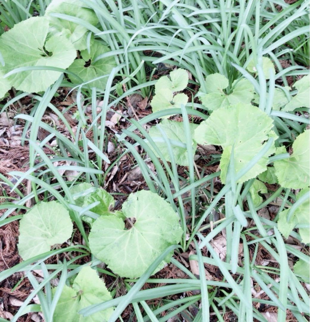 Amazon.co.jp: 野菜球根フキ 1株入 苗の球根 ふきのとう苗地下茎 山菜 
