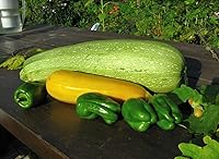 Vista 6 de Seeds Zucchini Courgette Squash Summer Mix 35 Days Fast Heirloom Vegetable Non GMO
