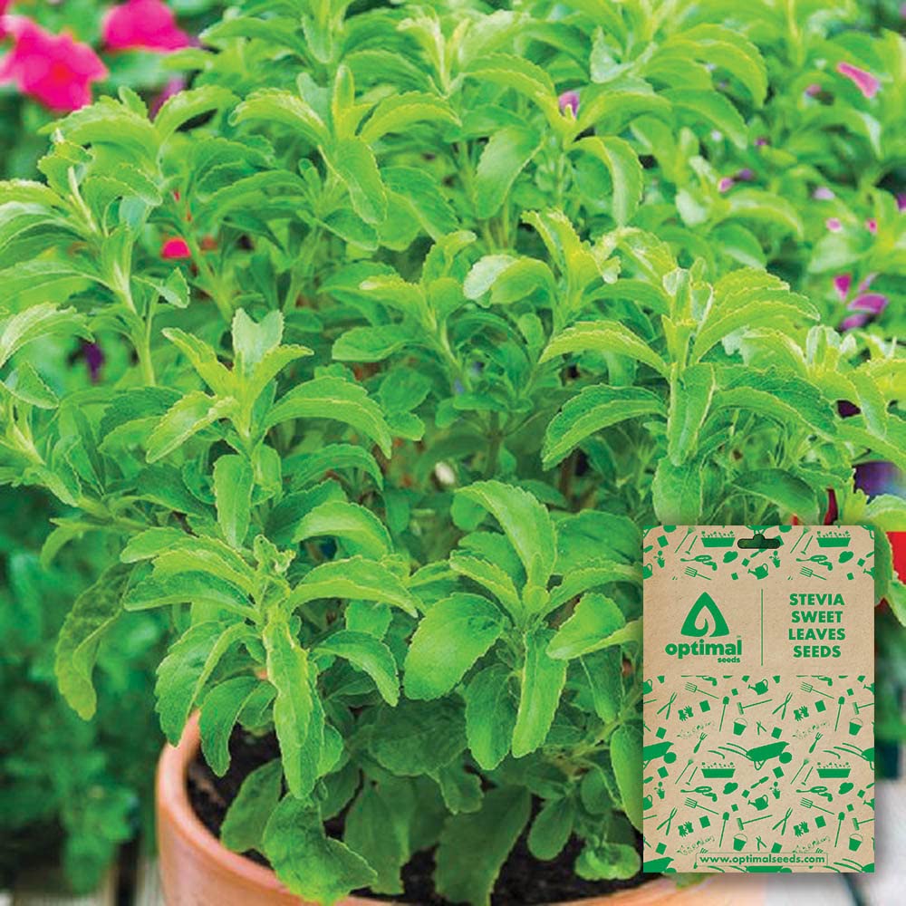 Optimal Seeds Stevia Sweet Leaves Herb Seeds (B0B5ZMTC41) Amazon Price History, Amazon Price Tracker