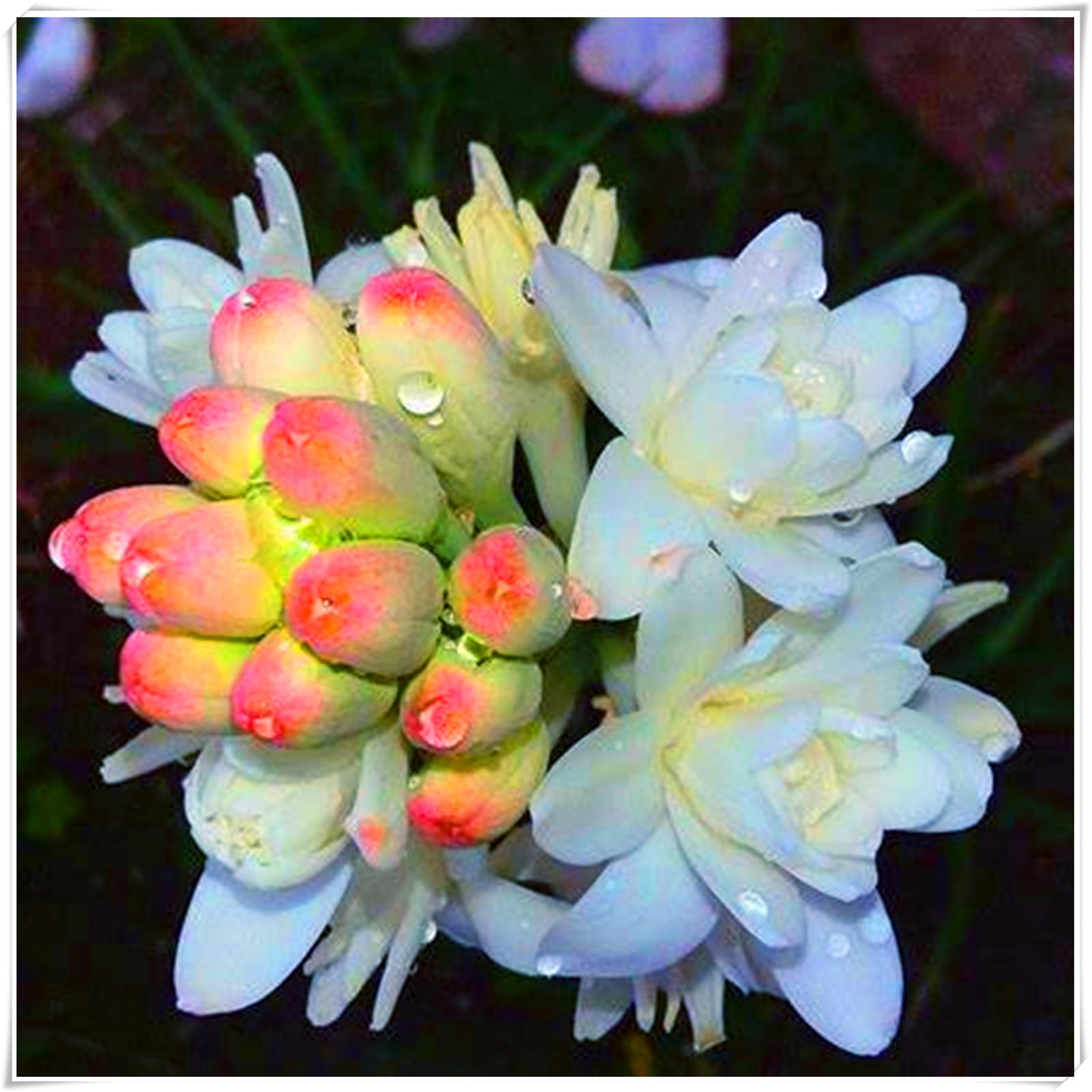 Perennial, Fragrance Tuberose Bulbs, Hardy, Professional for Beautiful Garden Displays-15 Bulbs-J โ image 1