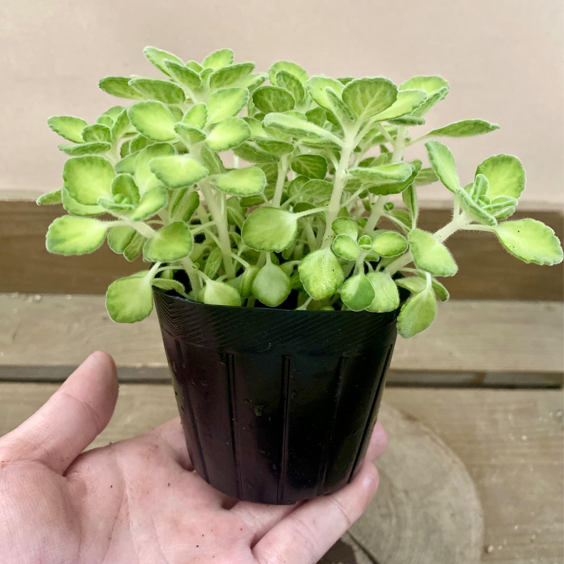 Amazon.co.jp: ミントのような香り ハーブ苗 アロマティカス ライム