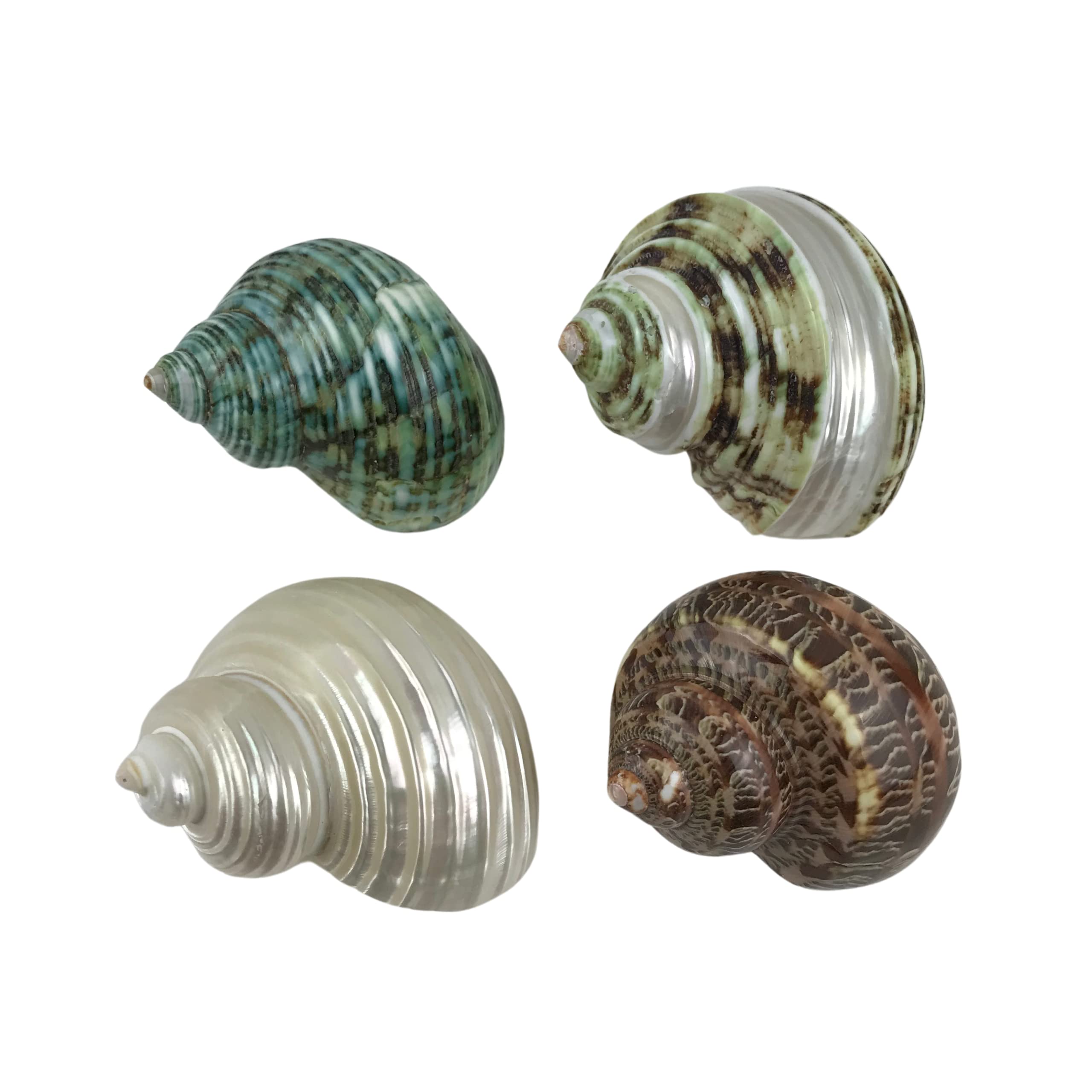 MMvolesy Assorted Turbo Shell,Hermit Crab Shells 4Pc