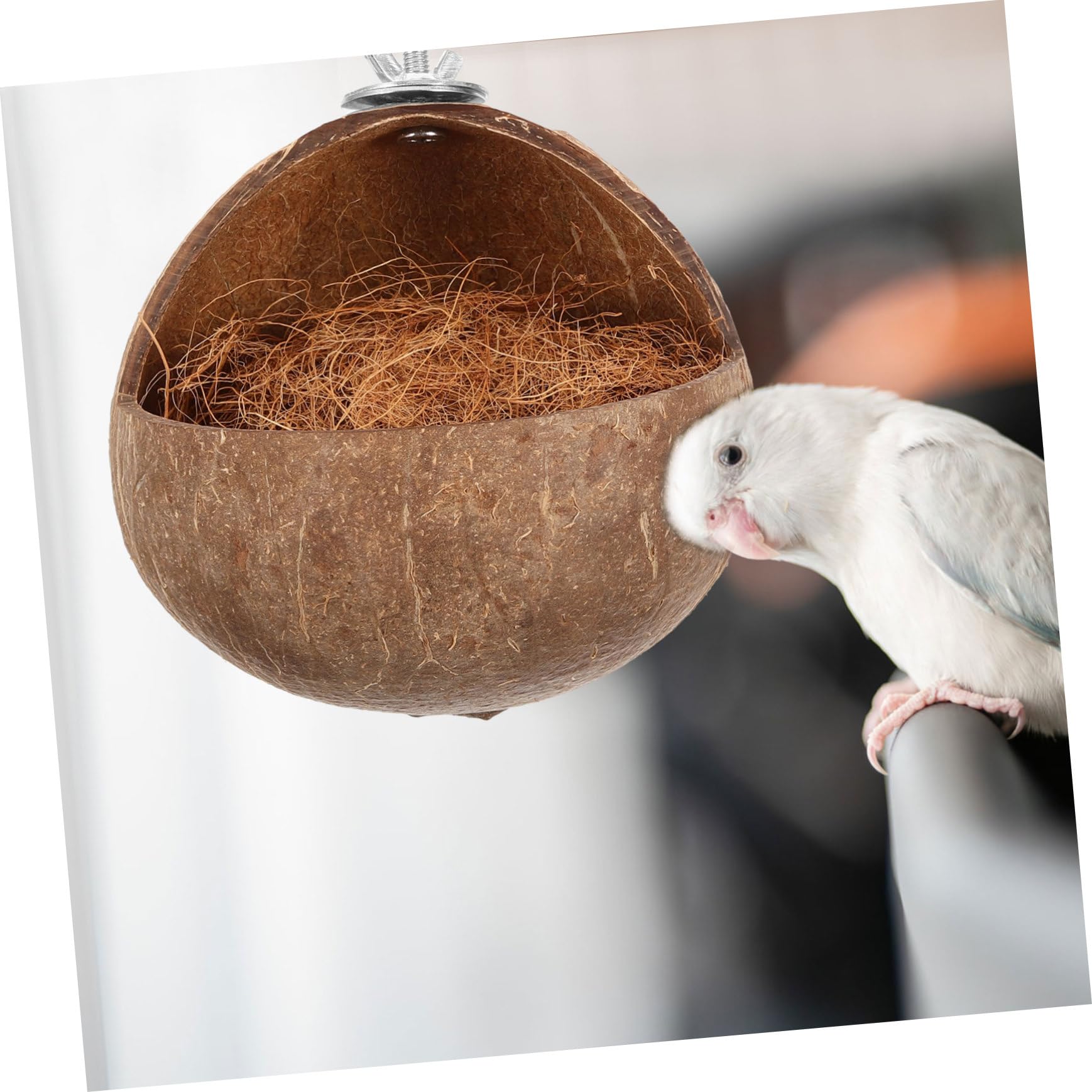 Boiler Shell Bird Nest House | Parrots Sparrows Nest,Natural Shell