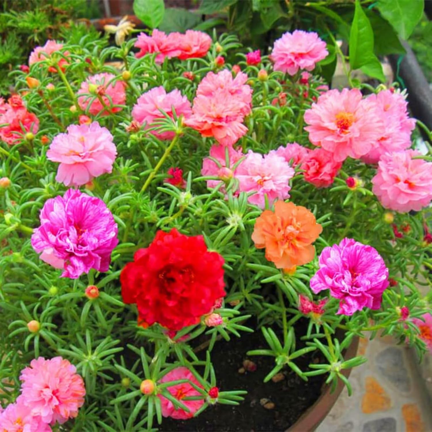 See full amazon price history chart for Hug A Plant | Pathumani Plant/Moss Rose/Portulaca/Ten oclock flower Flowering Live Plant (Home & Garden) Hug A Plant | Pathumani Plant/Moss Rose/Portulaca/Ten oclock flower Flowering Live Plant (Home & Garden) (B0CKYNCLD7) Amazon Price History, Amazon Price Tracker