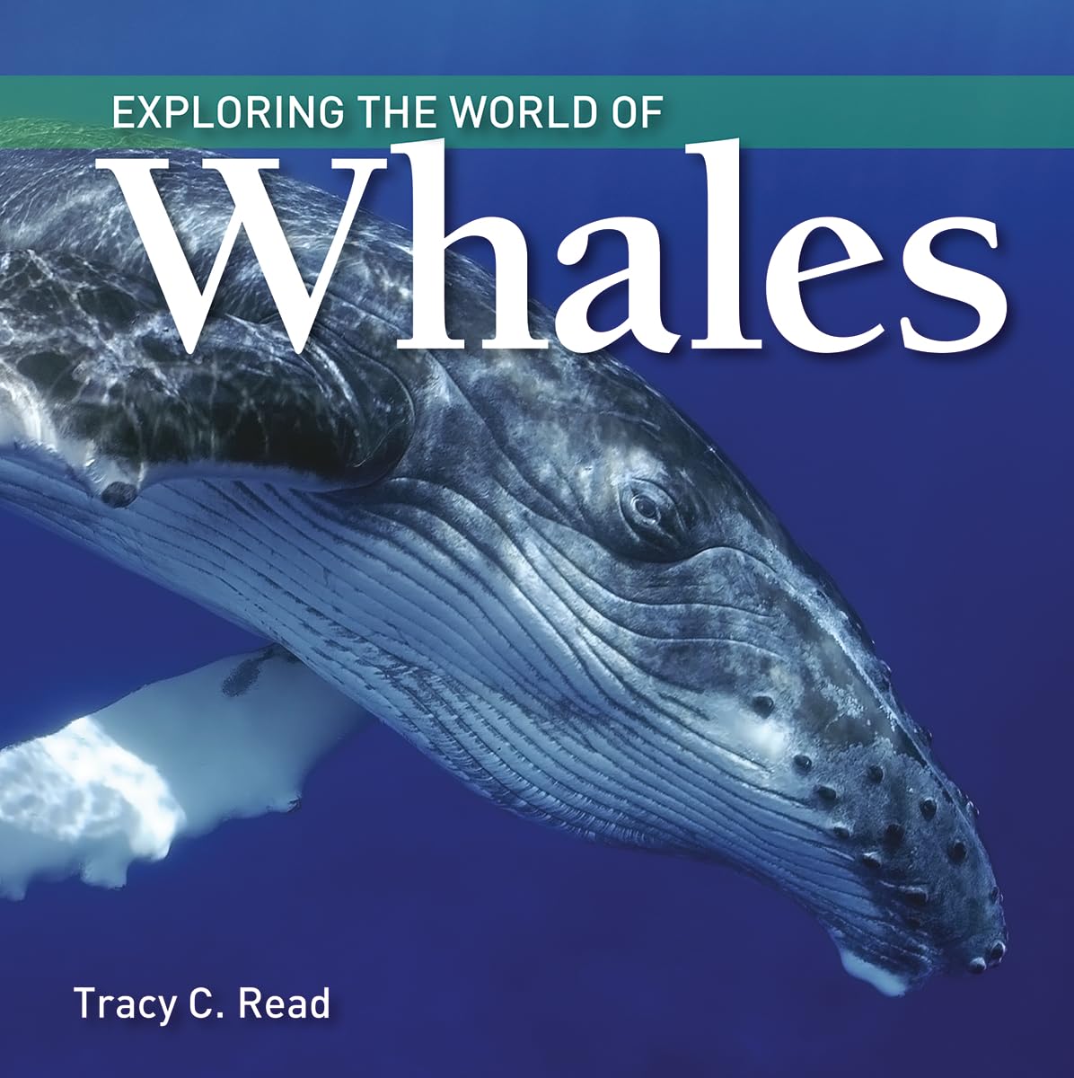 Exploring the World of Whales: Read, Tracy C.: 9781770859494: Amazon ...
