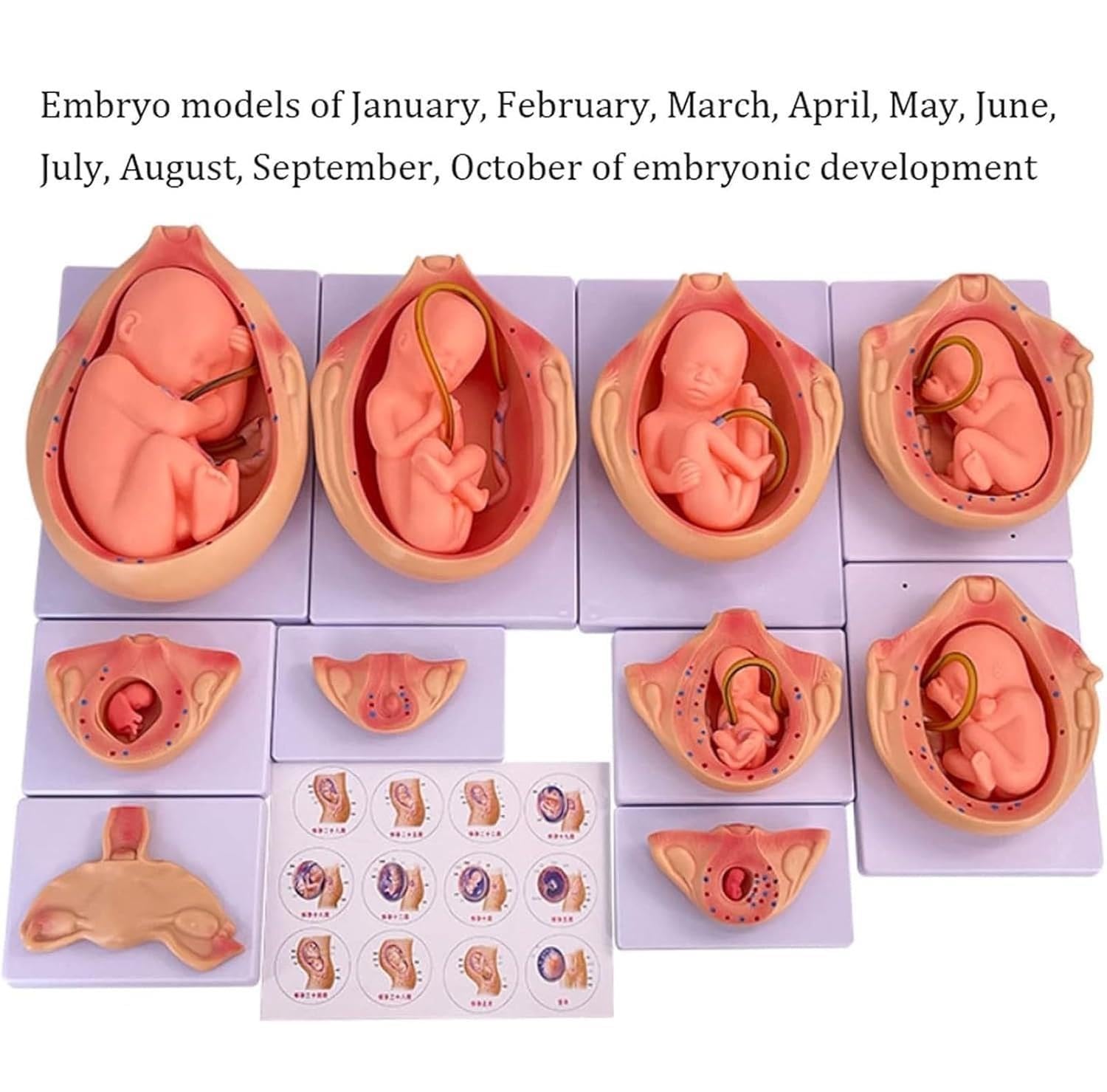 Set di modelli anatomici for lo sviluppo fetale umano da 9 mesi