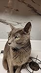 Review Image by russianbluecat