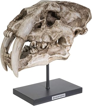 SUMMIT COLLECTION Polystone Resin Sabertooth Tiger Skull Replica Model On Stand with Name Plaque Home Decor Interior Design Sculpture 12.5 Inches Wide