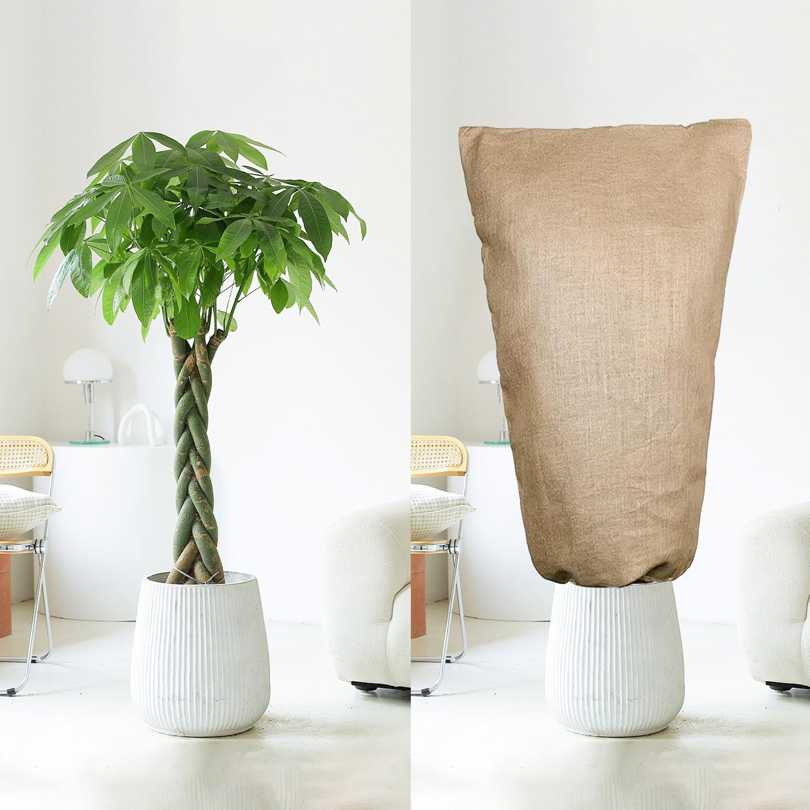 Hoe je planten inpakken in de winter? Bescherm je planten tegen vorst Hoe je planten inpakken in de winter? Bescherm je planten tegen vorst