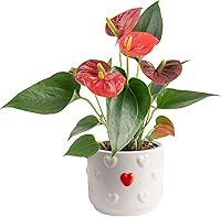 Costa Farms Anthurium Flamingo Flower Live Plant in Decorative Pot - Air Purifying Indoor Houseplant, 10-14in Tall, Easy Care Gift