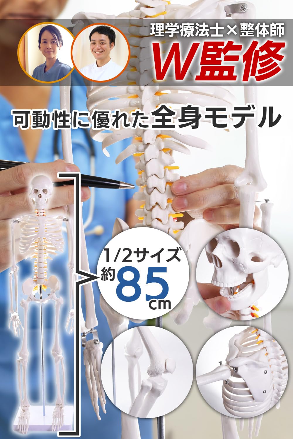 Amazon.co.jp: 【理学療法士×整体師W監修】 人体模型 1/2 全身