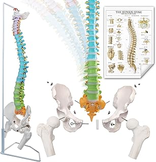 EVOTECH Flexible Colored Human Spine Model for Anatomy, 34.8 Inches Life-Size Painted Flexible Spine Model with Stand, Chiropractic with Pelvis, Spine, Nerves and Vertebrae, Anatomical Spine Model