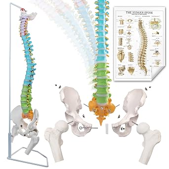 Flexible Colored Human Spine Model for Anatomy with Stand, 34.8" Life-Size | EVOTECH SCIENTIFIC Flexible Anatomical Spine Model Chiropractic with Pelvis, Spine, Nerves and Vertebrae