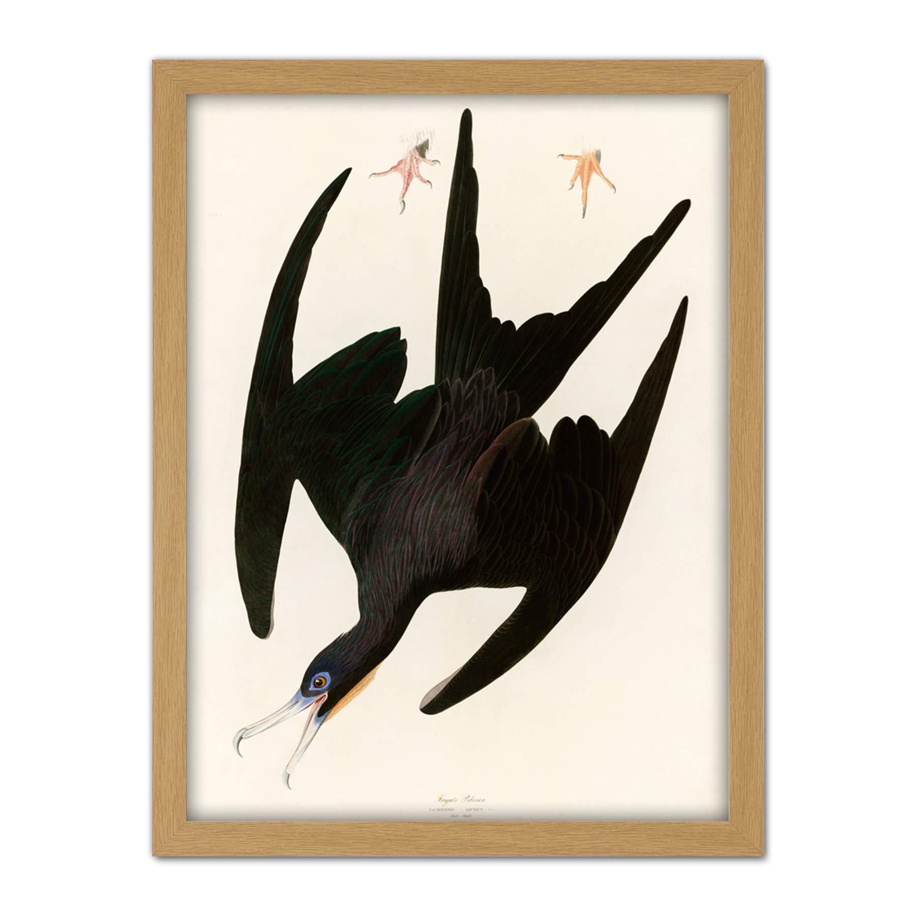 Artery8 Audubon Birds Frigate Pelican Painting Artwork Framed Wall Art Print 18X24 Inch