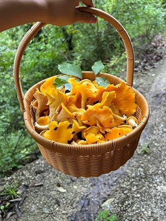 Dried Chanterelle Mushrooms, Premium Grade (2oz)