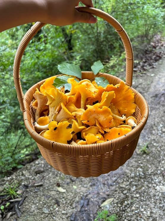 Dried Chanterelle Mushrooms, Premium Grade (2oz)