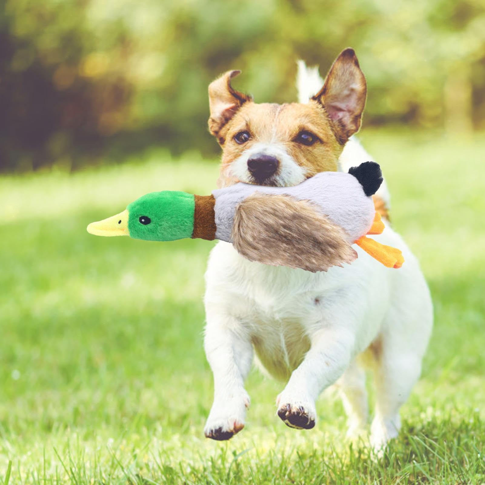 JYFanse Plschente Hundespielzeug | Nhen fest Welpen-Kauspielzeug   Welpen-Kauspielzeug mit Quietscher, Entenfrmiges Haustierspielzeug fr  Haustiere, Beitraining, Spielen, Kauspielzeug fr kleine, : Amazon.de:  Haustier