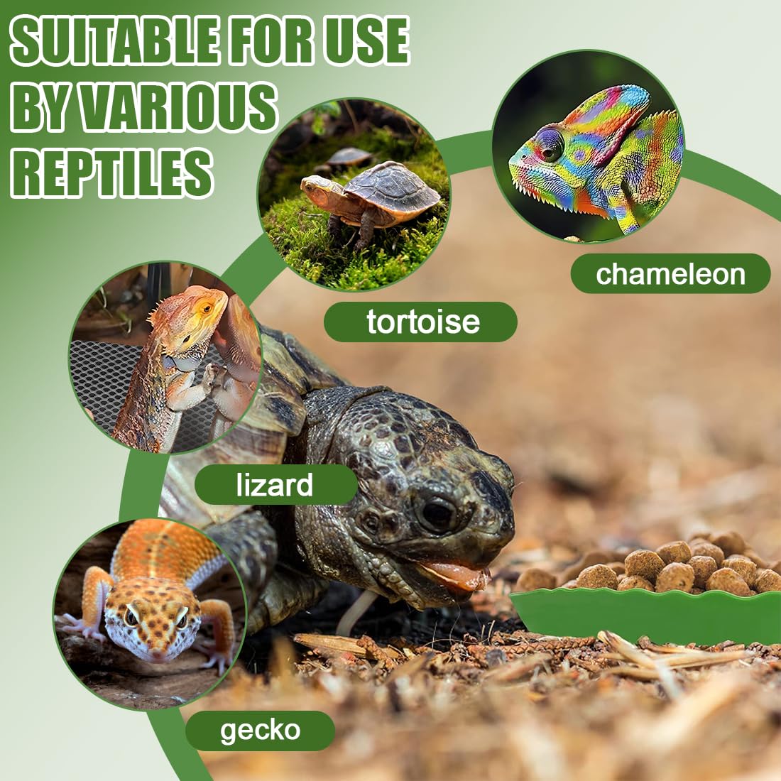 Terrarium Tortue Terrestre 2 Pièces Bols Eau Nourriture, Gamelles Reptiles Vert Forme Mangue Aile Taille Grand Petit