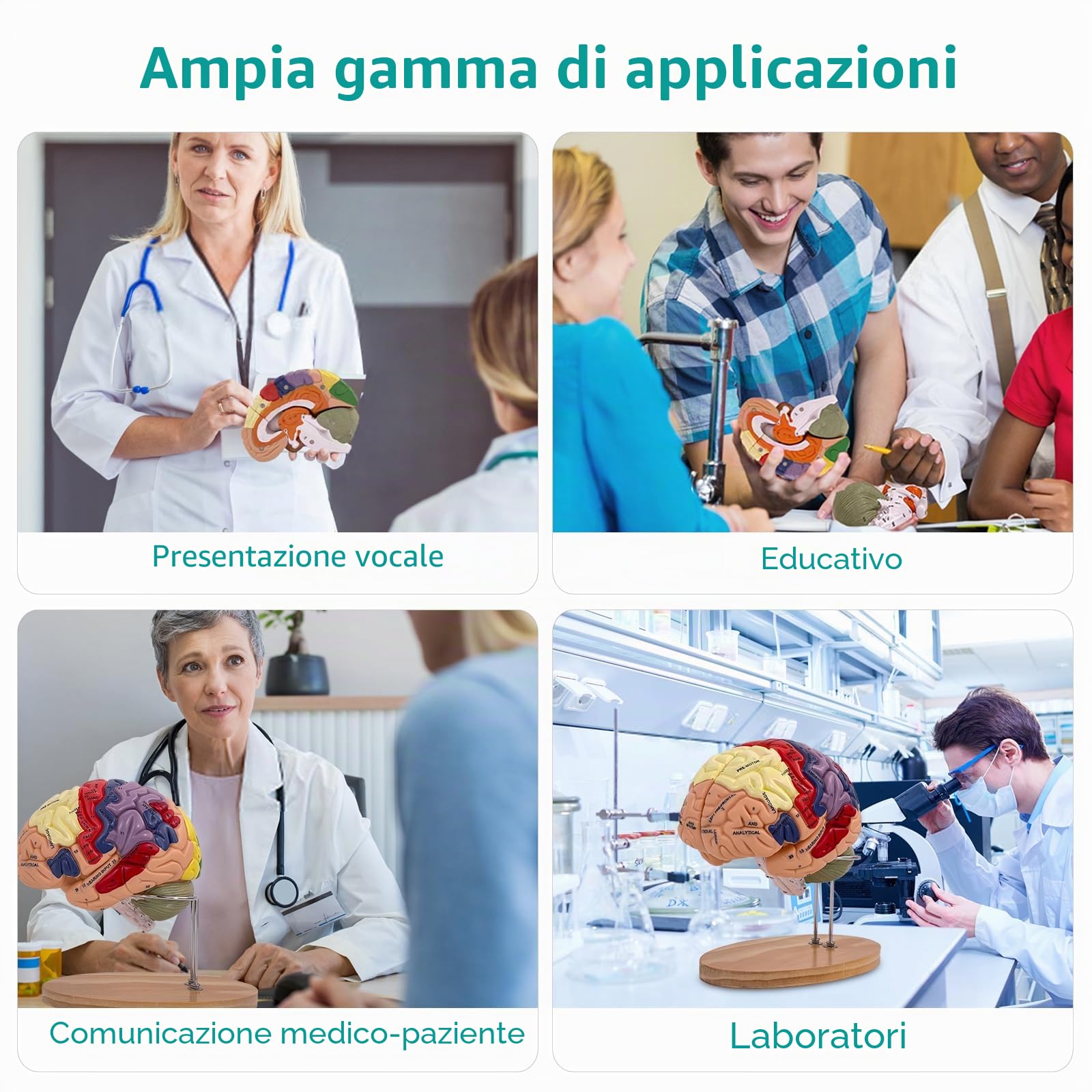 Modello Anatomico di Cervello Umano, 2x Modello Di Anatomia Cerebrale Con Codice Colore A 4 Parti Con Figure A 9 Staccabili per la Visualizzazione di Medico di Neuroscienze Scienze Ricerca