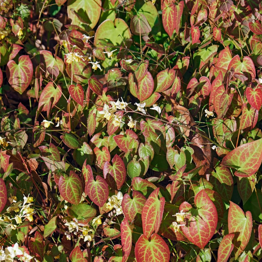 Kwiat elfów Epimedium × youngianum 'Niveum' – 12 roślin – 10-25 cm – Ø 9 cm – biała roślina cienia – mrozoodporna roślina okrywowa do ogrodu i zagrodowej krawędzi