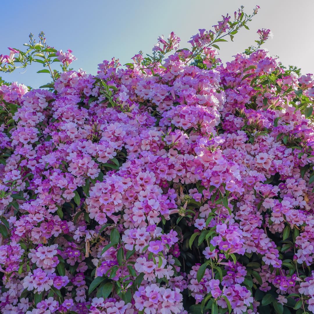 M-Tech Gardens Rare Garlic Vine Climbing Flowering Plant (Mansoa alliacea, Hybrid) Exotic 1 Live Flowering Plant