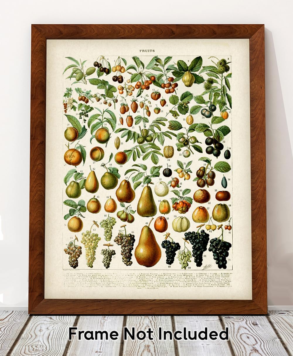 Fruits Botanical Illustration 18x24 Unframed Print – Vintage French Chart Reproduction, Antique Style Wall Art for Kitchen, Dining Room, Classroom, or Study, Rustic Farmhouse Food and Garden Décor