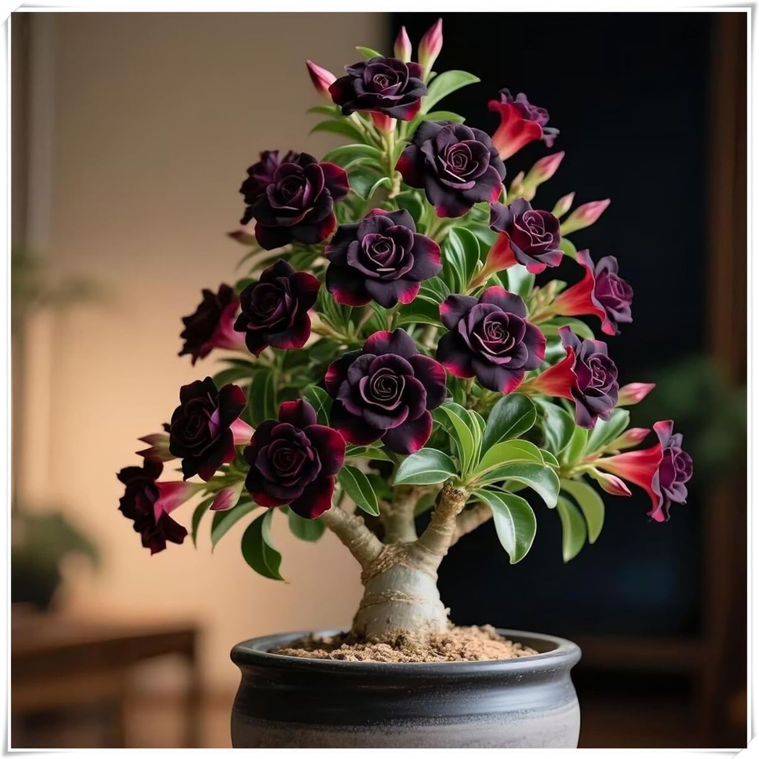 Desert Rose – Succulent with Vivid Trumpet – Drought-Tolerant Caudex – Ideal for Windowsills, Desktops & Indoor Decor (3)