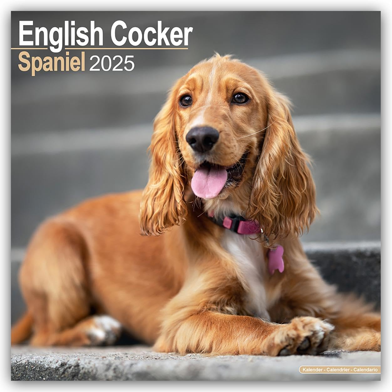English Cocker Spaniel 2025 Square Wall Calendar | Dog Breed Calendar