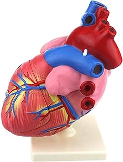 Study Model Educational Model Anatomical Human Heart Model - 3 Times Enlarged Human Heart Model - Human Organ Anatomical Model - Medical Anatomical Heart Model - for Study Display Teaching Medical Mo