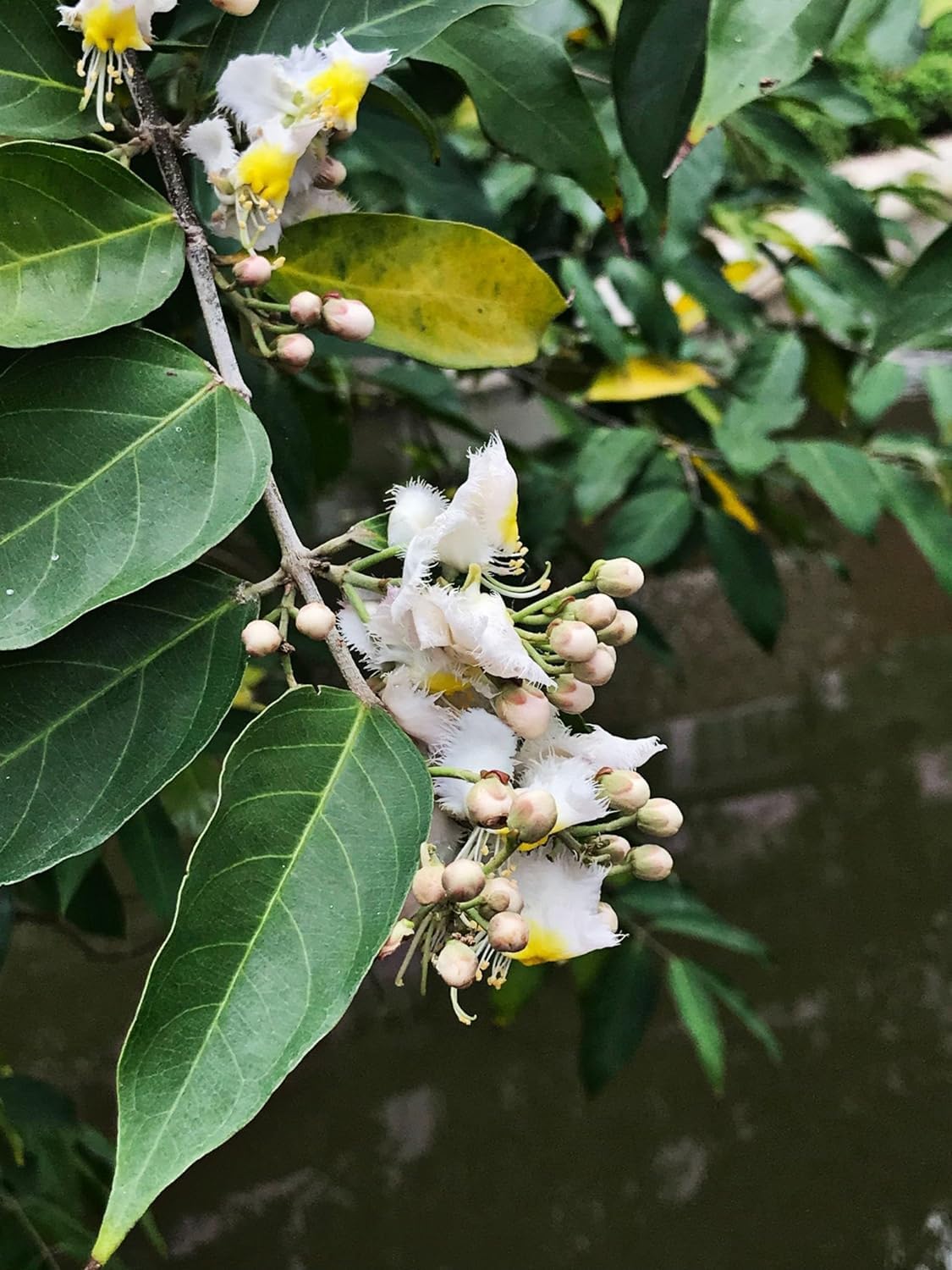 TENDER LEAVES Madhavi Lata Climbers Helicopter Flower Madhavi Lata Hiptage Benghalensis Raisentur Vasantakaala Malligai Madhabilata Hiptage Vasantadooti Live Plant (1 Healthy Plant In Grow-Bag) (B0CTKNFFMC) Amazon Price History, Amazon Price Tracker