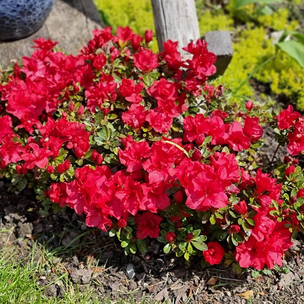 You Garden - Azalea Encore 'Autumn Fire' in 8cm Pot - Garden Ready Plants Ready to Plant Out in Gardens - Supplied as 1 x Established Red Azalea for Garden
