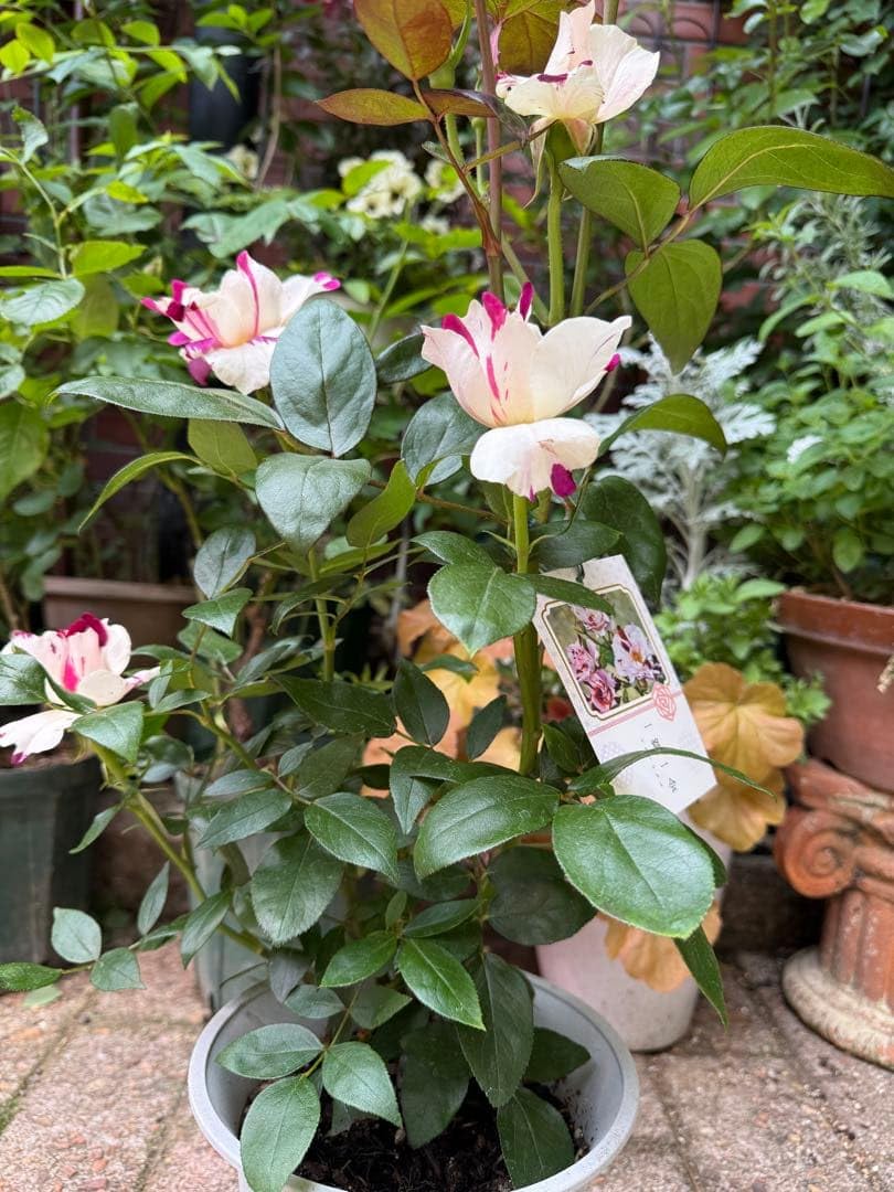 一期一会　接ぎ木開花株　正規品　バラやアジサイのお庭に♡希少苗 Amazon.co.jp: 正規品接木苗 一期一会 バラ 大苗 : DIY・工具・ガーデン