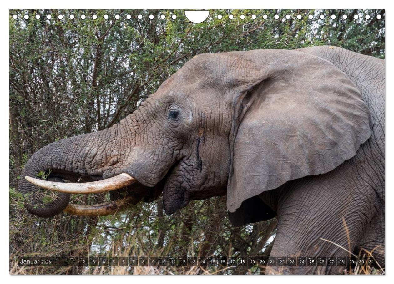Südafrika - Die Tierwelt (Wandkalender 2026 DIN A4 quer), CALVENDO Monatskalender: 12 wunderschöne Tieraufnahmen aus Südafrika von dem Fotografen und Grafik-Designer Olaf Bruhn (CALVENDO Natur)