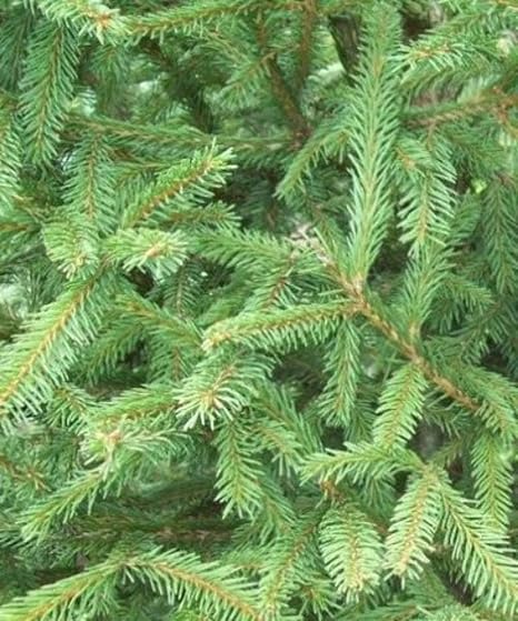images Norway Pine Seedlings For Sale norway spruce trees picea abies tree saplings seedlings