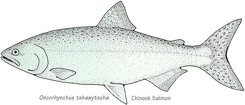 Miniatura 3 de CafePress Chinook - Taza de café de cerámica (11.0 fl oz) con salmón