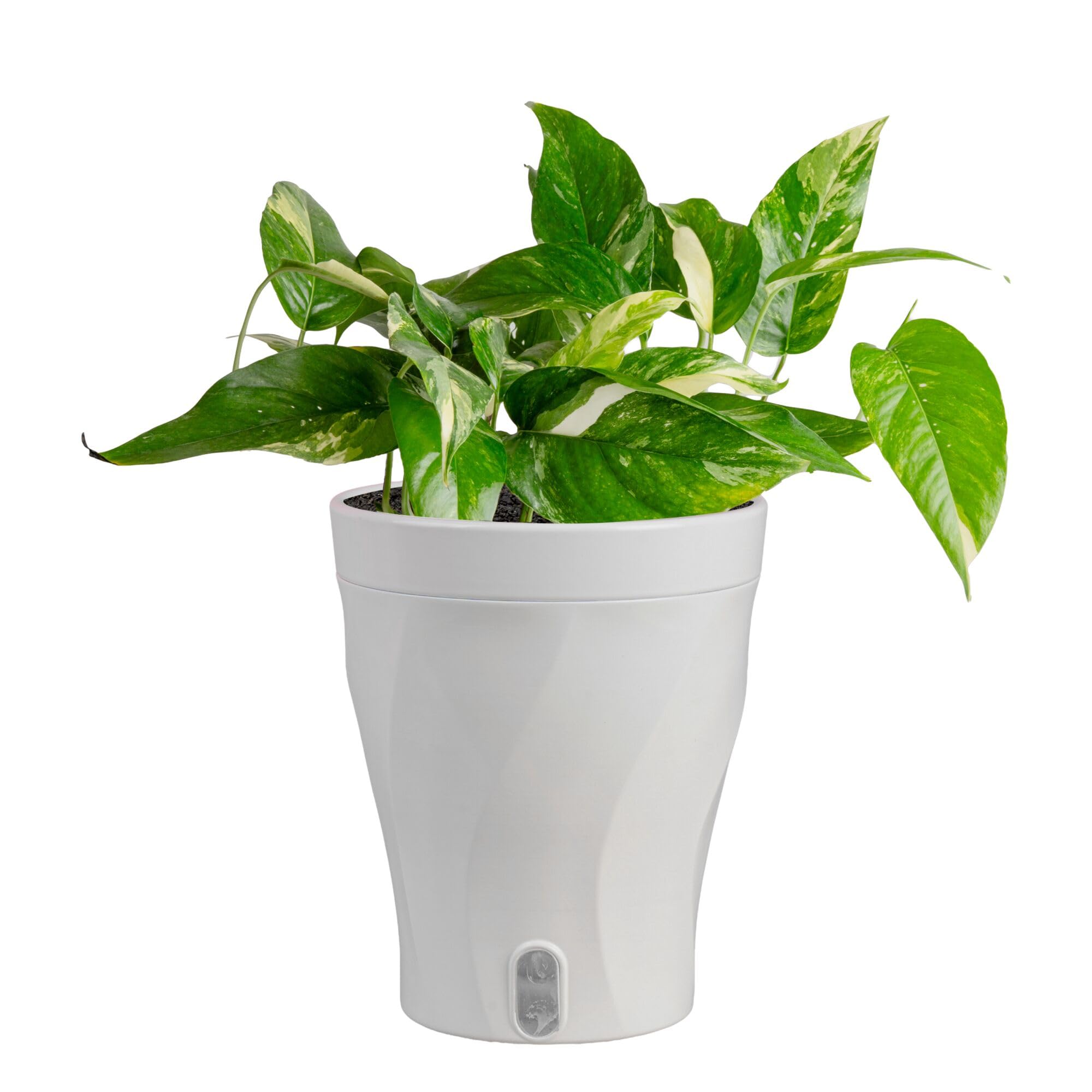 Amazon.com : Costa Farms Albo Variegated Pothos Live Plant in Self