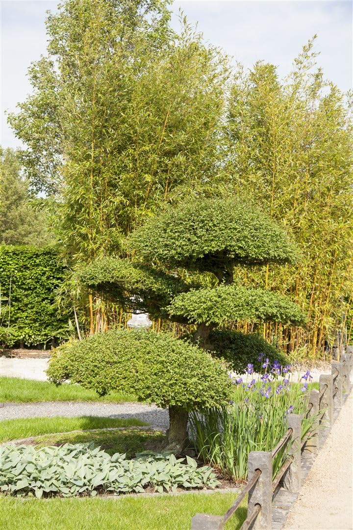 Taxus baccata 30-40 cm - Gewhnliche Eibe, immergrn, ideal fr Hecken,  schnittvertrglich, winterhart und pflegeleicht : Amazon.de: Garten