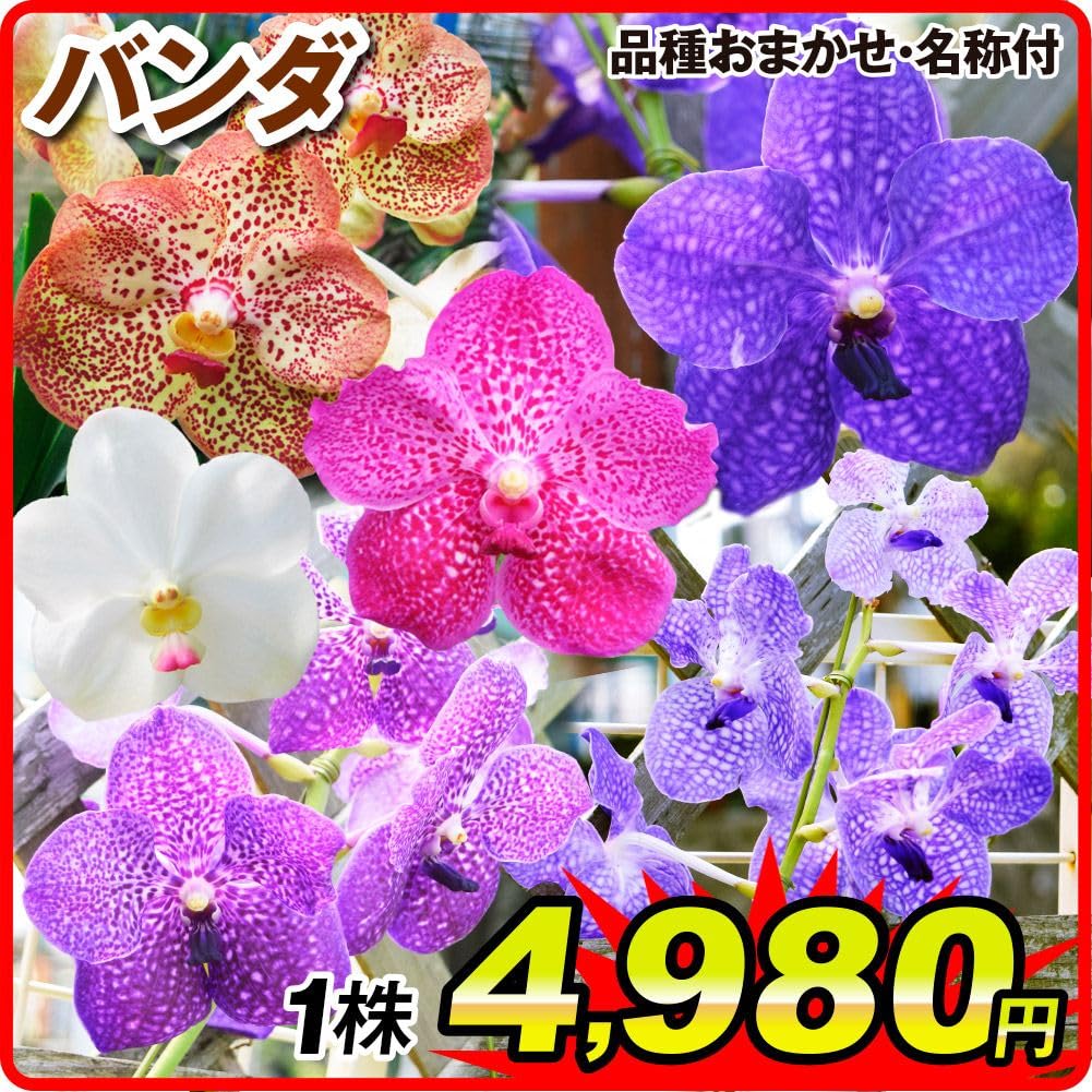 Amazon.co.jp: 国華園 ラン苗 バンダ 品種おまかせ (名称付) 1株 / 26