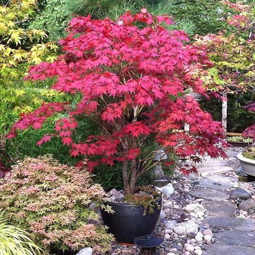 30 semillas de árbol de arce japonés rojo (Acer Palmatum Atropurpureum) - Belleza vibrante del jardín